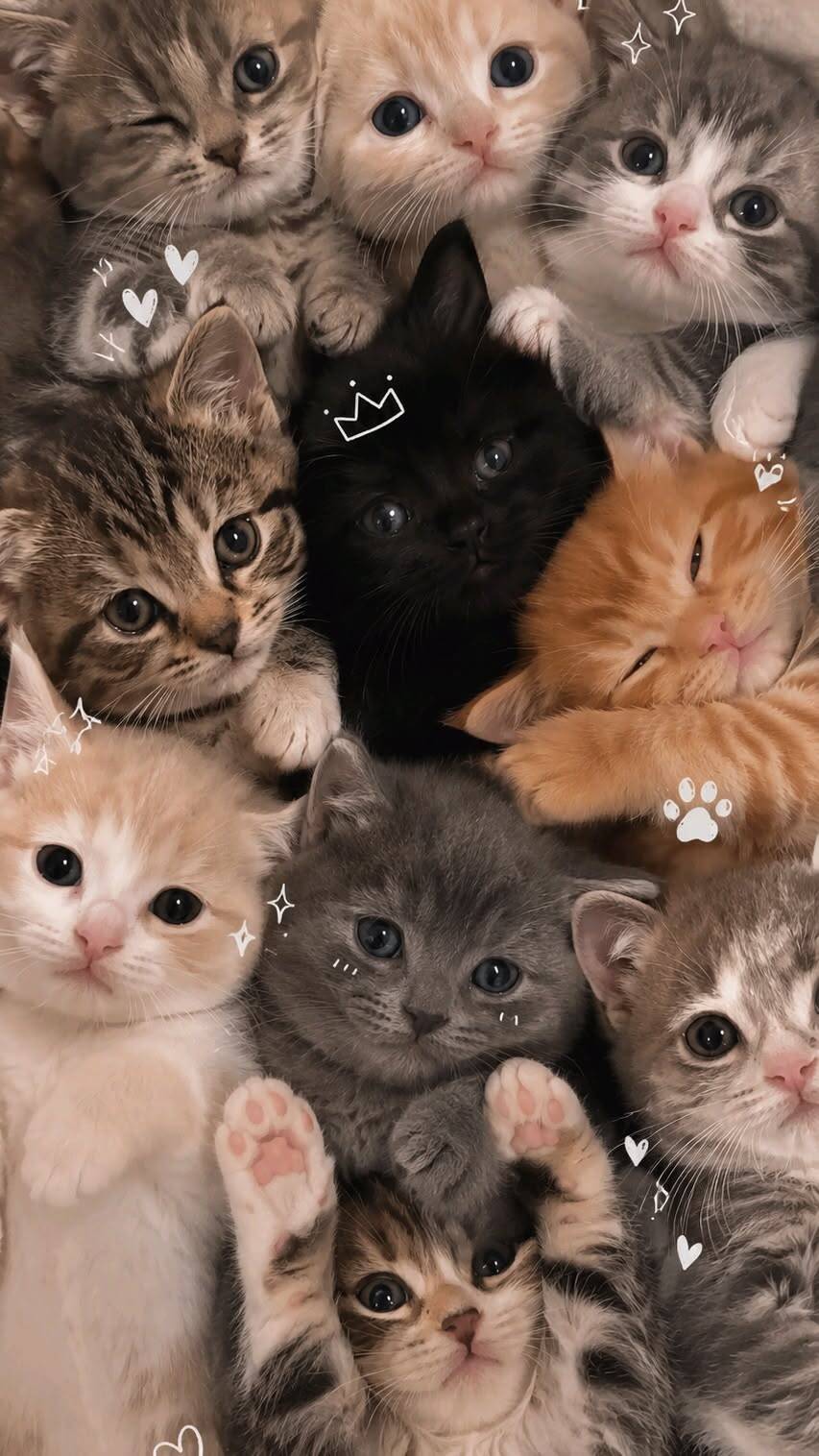 Papel de Parede de Gatos Fofinhos em Grupo para Celular/iPhone 4K