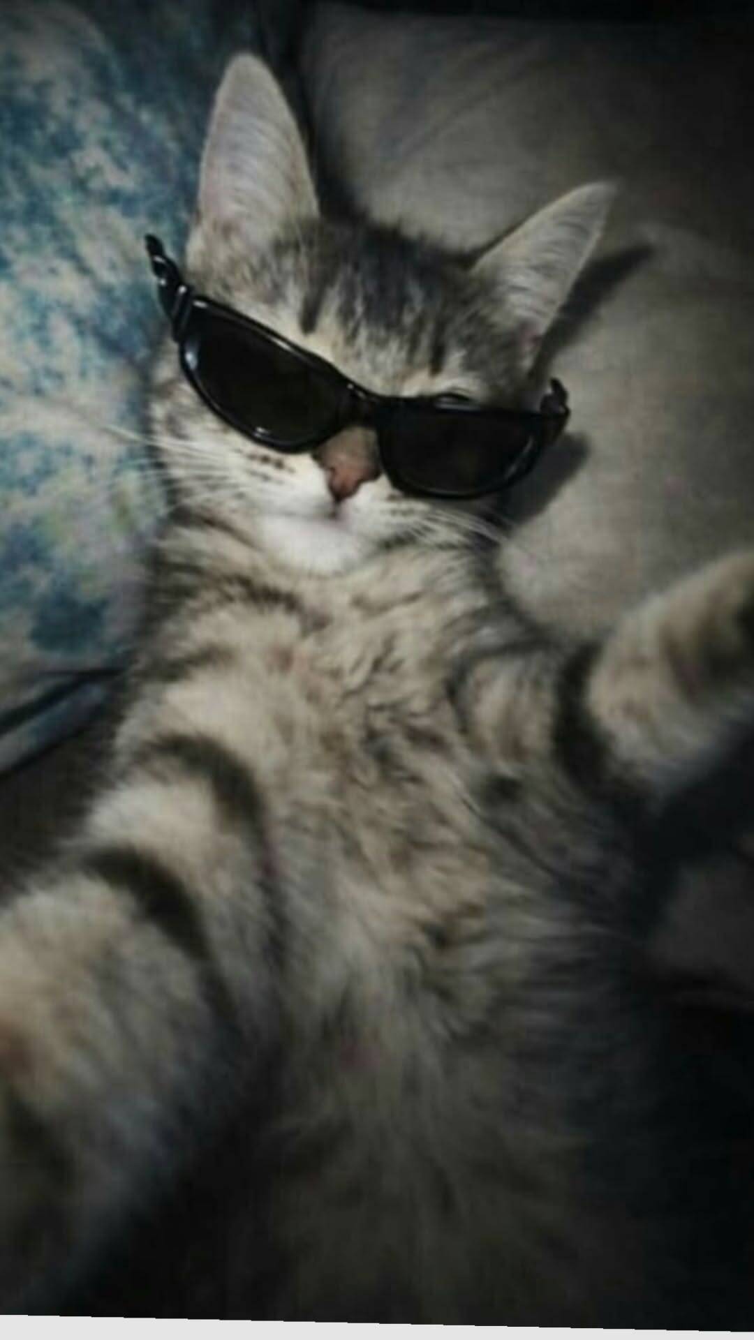 Papel de Parede de Gato Estiloso com Óculos Escuros para Celular/iPhone 4K