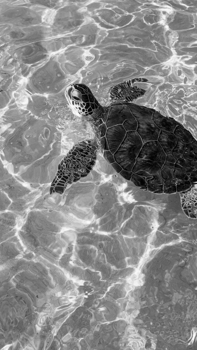 Fondo de Pantalla de Tortuga Blanca y Negra para Celular/iPhone 4K
