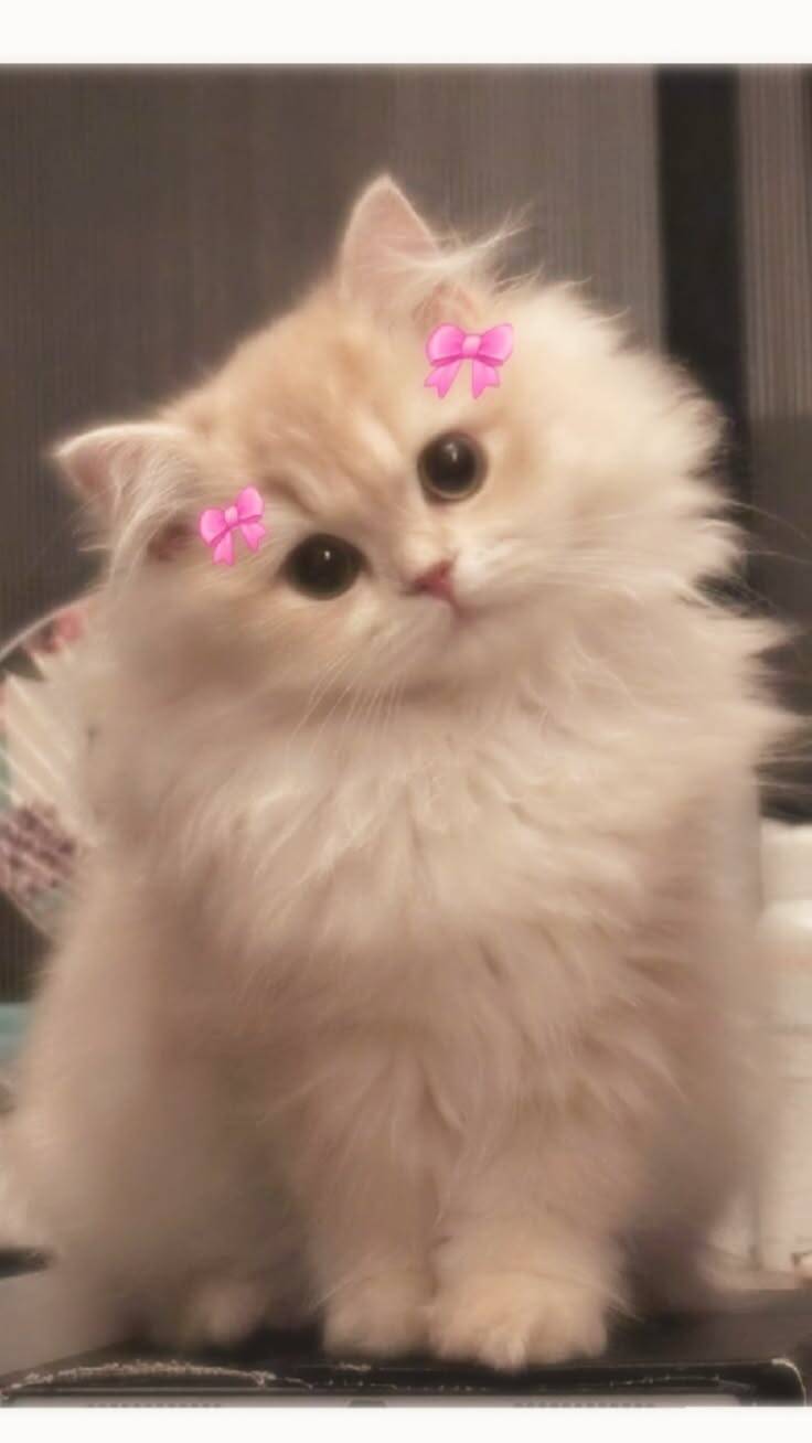 Papel de Parede de Gatinha Fofinha com Laços Rosa para Celular/iPhone 4K