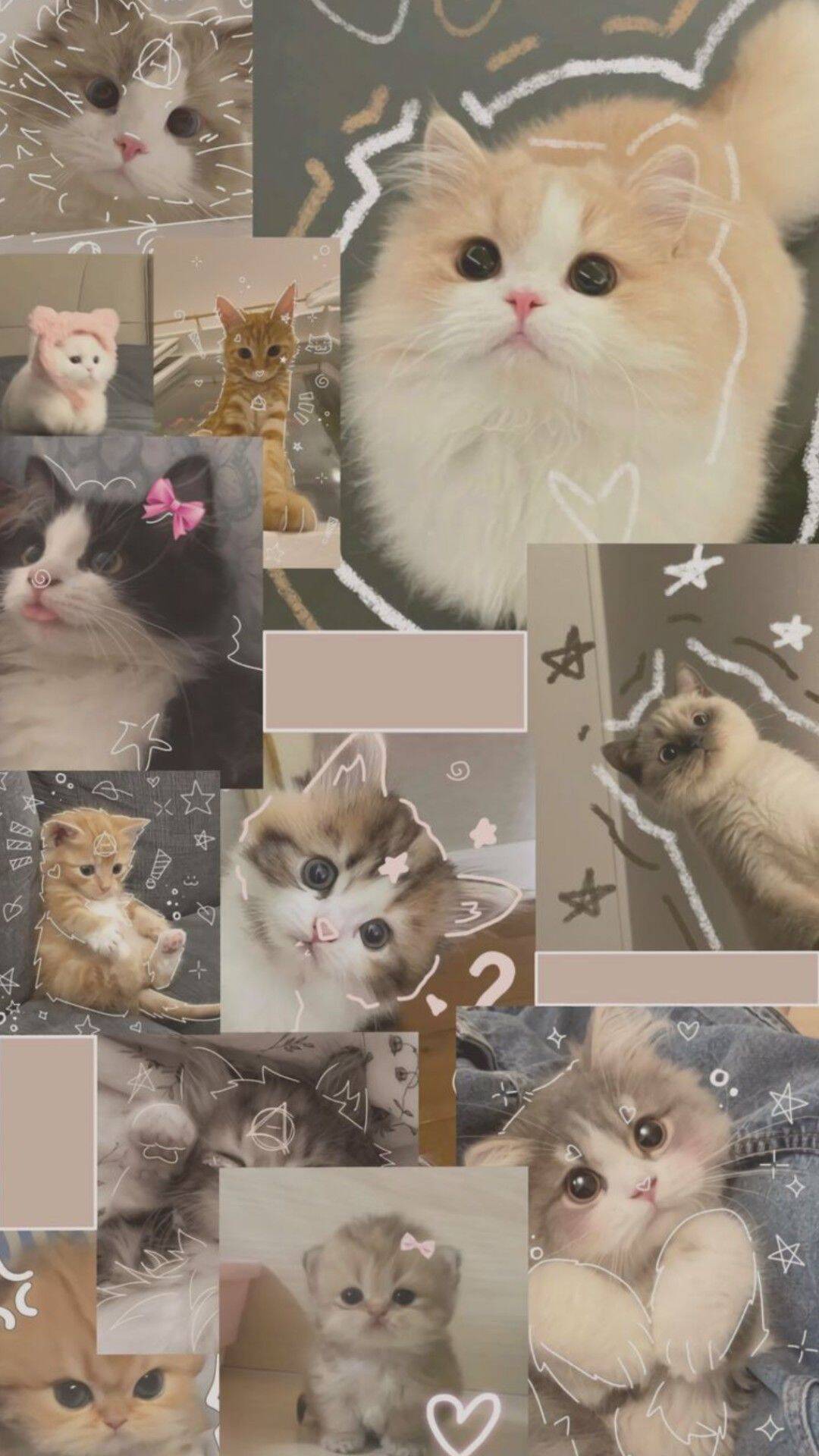 Papel de Parede de Gatos Fofos com Olhos Grandes para Celular/iPhone 4K