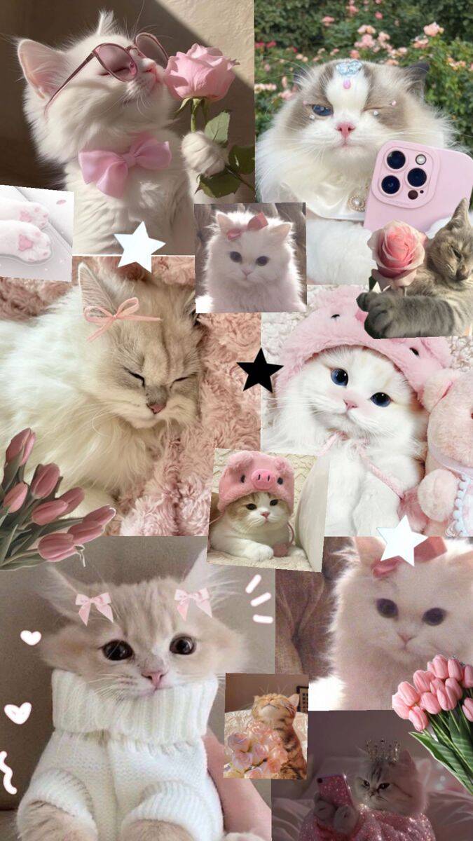 Papel de Parede de Gato Fofinho com Acessórios para Celular/iPhone 4K