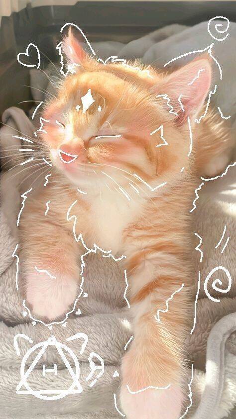 Papel de Parede de Gatinho Laranja Sorridente para Celular/iPhone 4K
