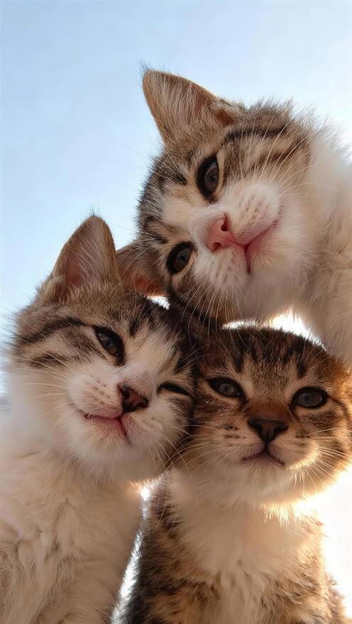 Papel de Parede de Gatos Fofos em Grupo para Celular/iPhone 4K