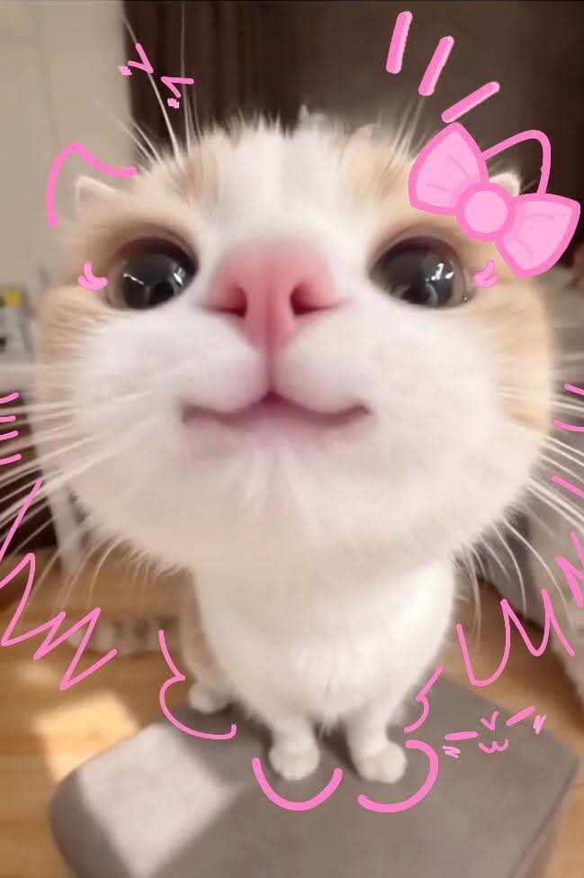 Papel de Parede de Gatinho Fofo com Olhos Grandes para Celular/iPhone 4K