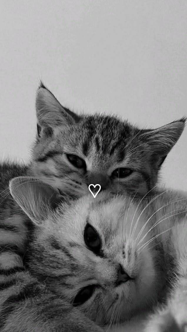 Papel de Parede de Gatos Fofos Abraçados para Celular/iPhone 4K