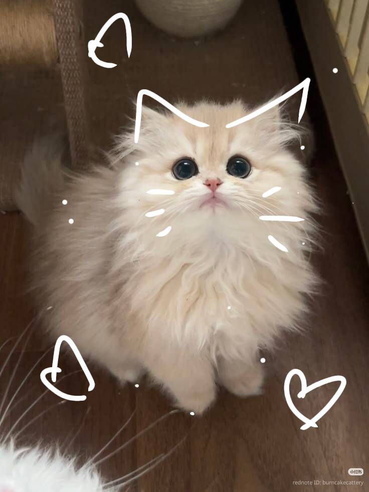 Papel de Parede de Gatinho Fofo com Olhos Grandes para Celular/iPhone 4K