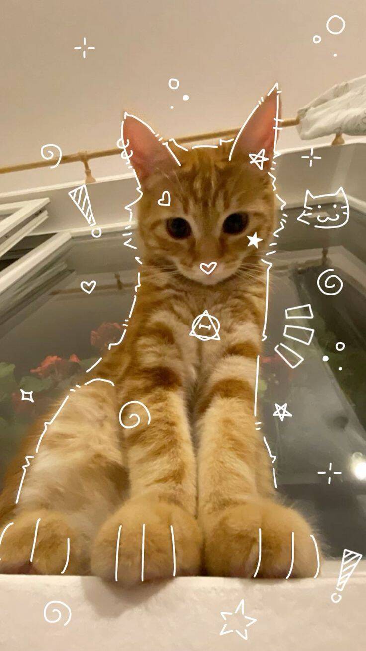 Papel de Parede de Gatinho Laranja com Olhos Grandes para Celular/iPhone 4K
