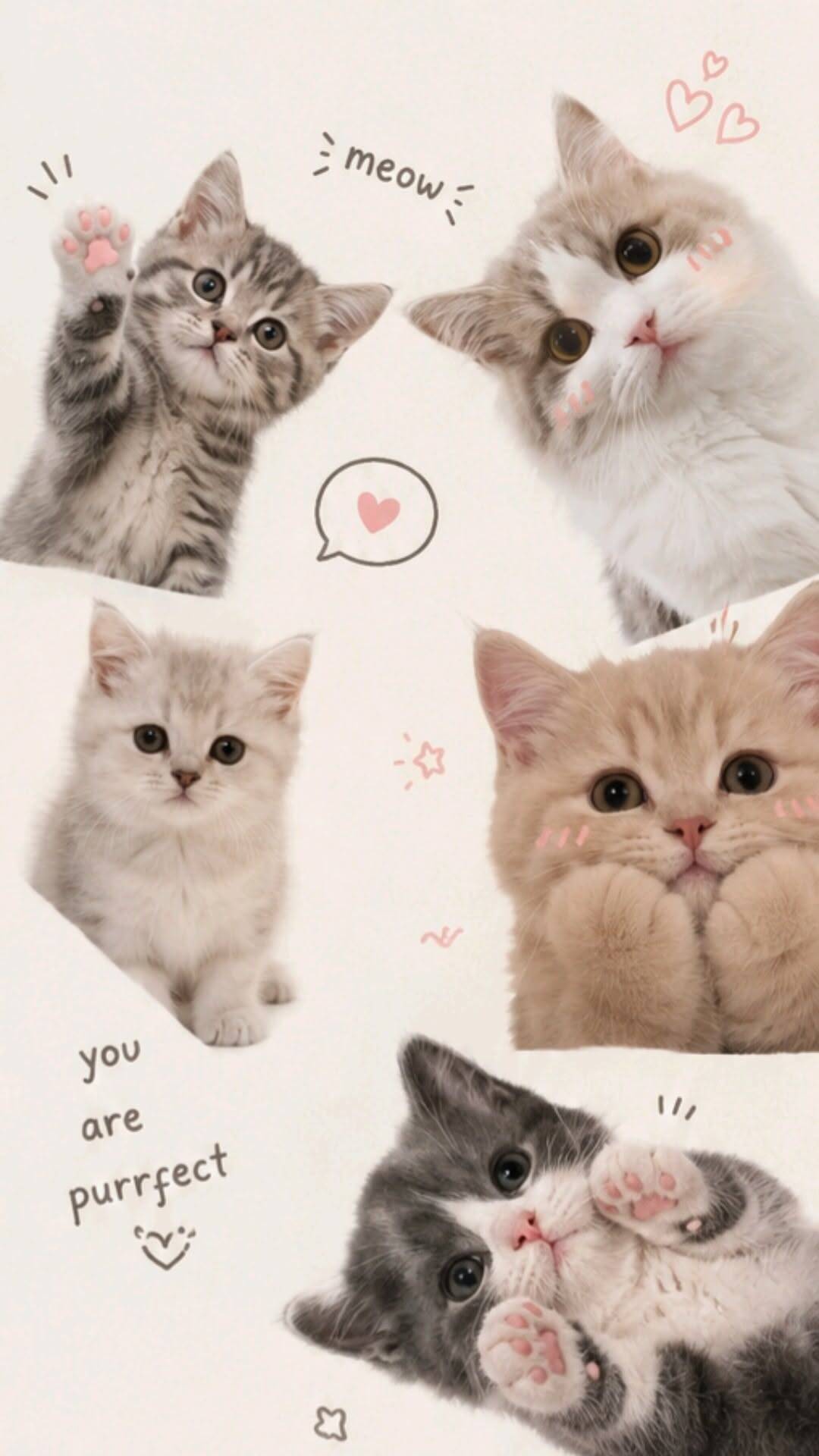 Papel de Parede de Gatos Fofos com Olhos Grandes para Celular/iPhone 4K
