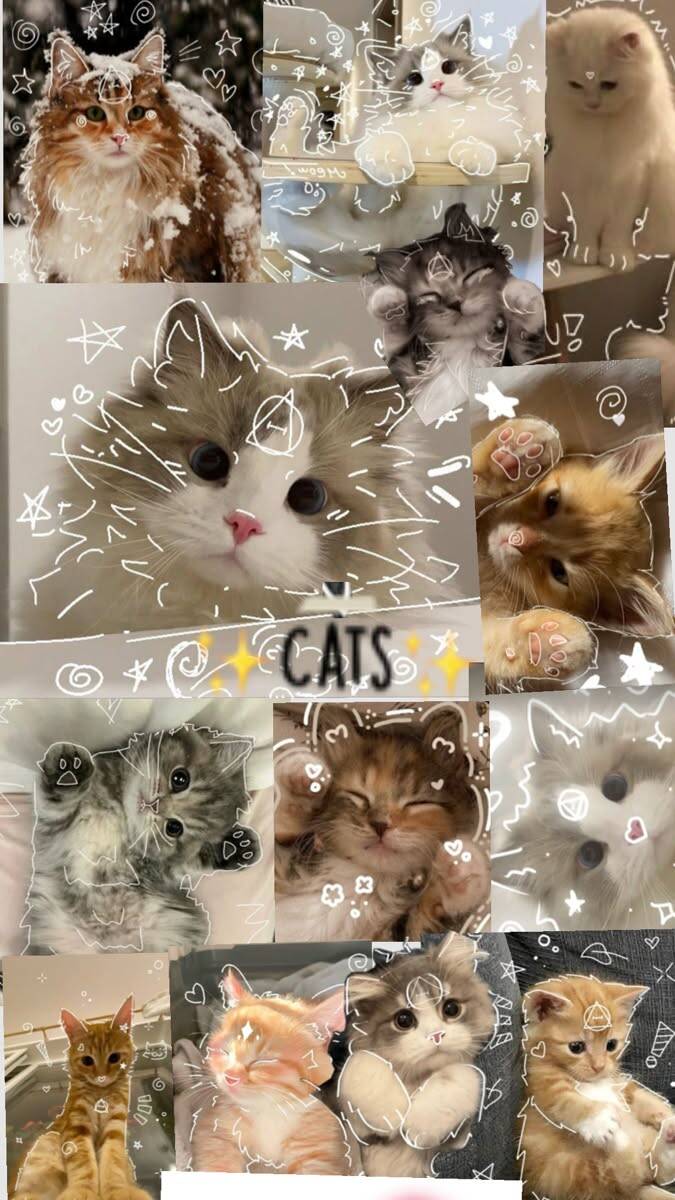 Papel de Parede de Gatos Fofos e Engraçados para Celular/iPhone 4K