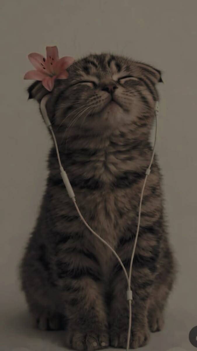 Papel de Parede de Gatinho Escutando Música com Flor para Celular/iPhone 4K