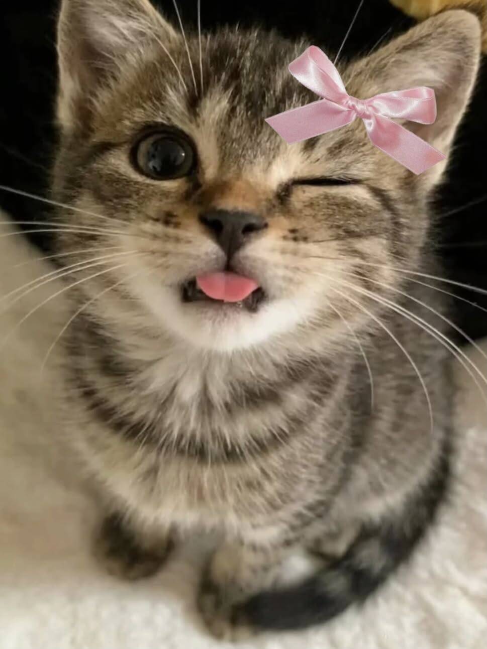 Papel de Parede de Gatinho Piscando com Laço Rosa para Celular/iPhone 4K