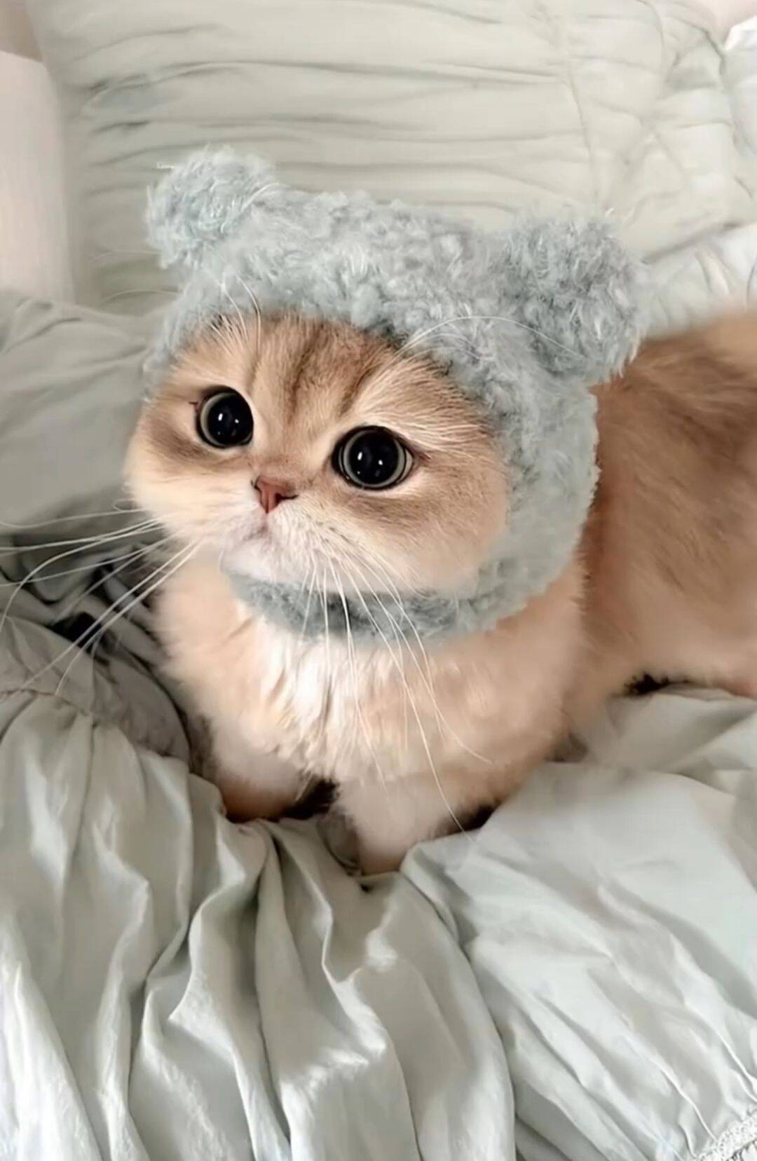 Papel de Parede de Gatinho Fofo com Touca para Celular/iPhone 4K