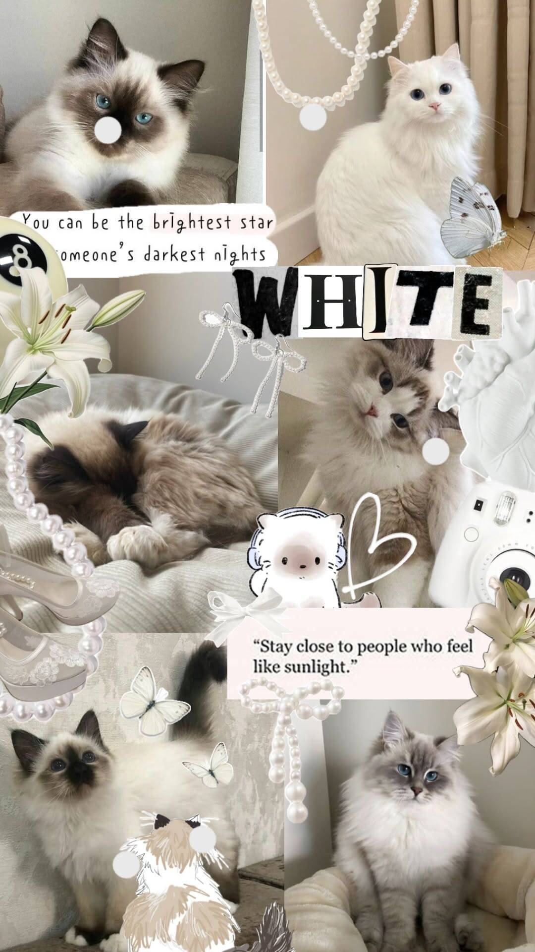 Papel de Parede de Gato Branco Fofo para Celular/iPhone 4K