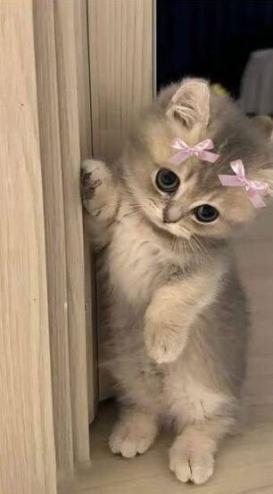 Papel de Parede de Gatinho Fofo com Laços Rosa para Celular/iPhone 4K