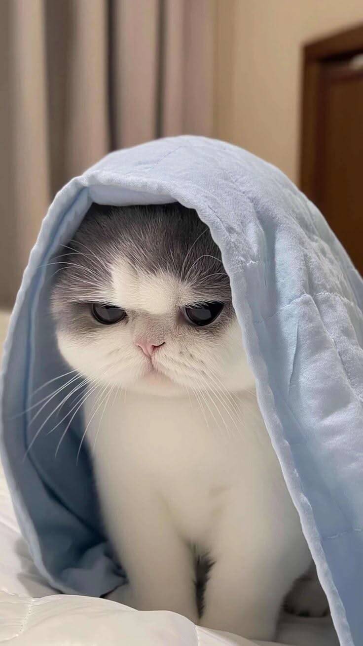 Papel de Parede de Gato Fofo Debaixo do Cobertor para Celular/iPhone 4K
