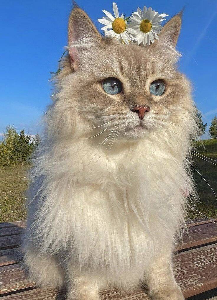 Papel de Parede de Gato Fofo com Flores na Cabeça para Celular/iPhone 4K