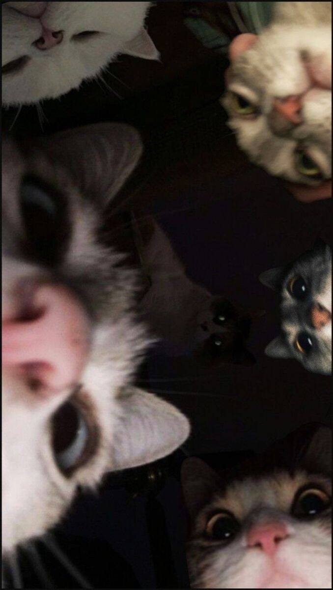 Papel de Parede de Gatos Curiosos para Celular/iPhone 4K