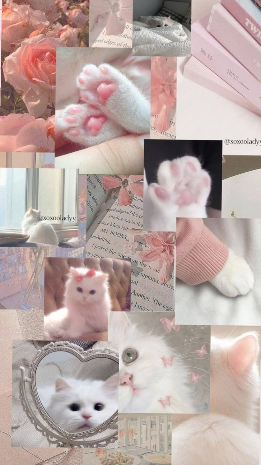 Papel de Parede de Gato Branco Fofo com Detalhes Rosados para Celular/iPhone 4K