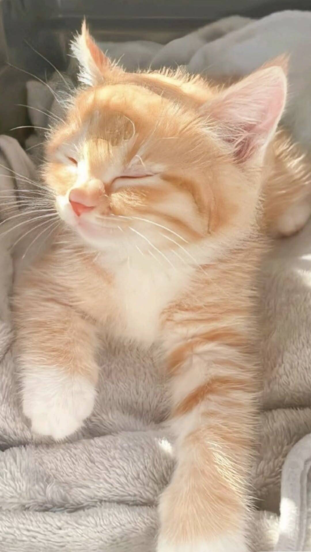 Orange Kitten Sleeping in the Sun Wallpaper for Cell Phone/iPhone 4K