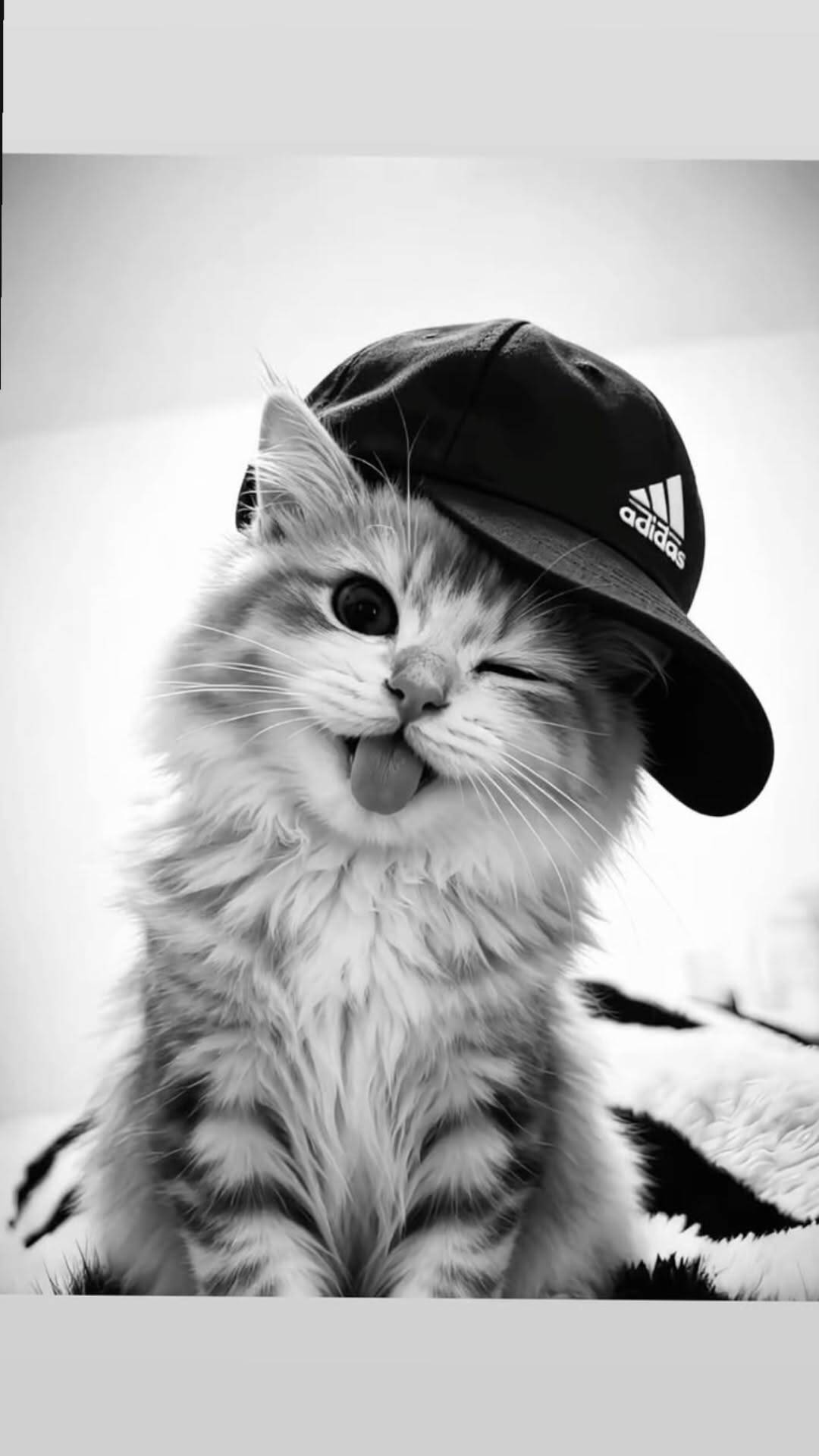 Papel de Parede de Gatinho Estiloso com Boné para Celular/iPhone 4K
