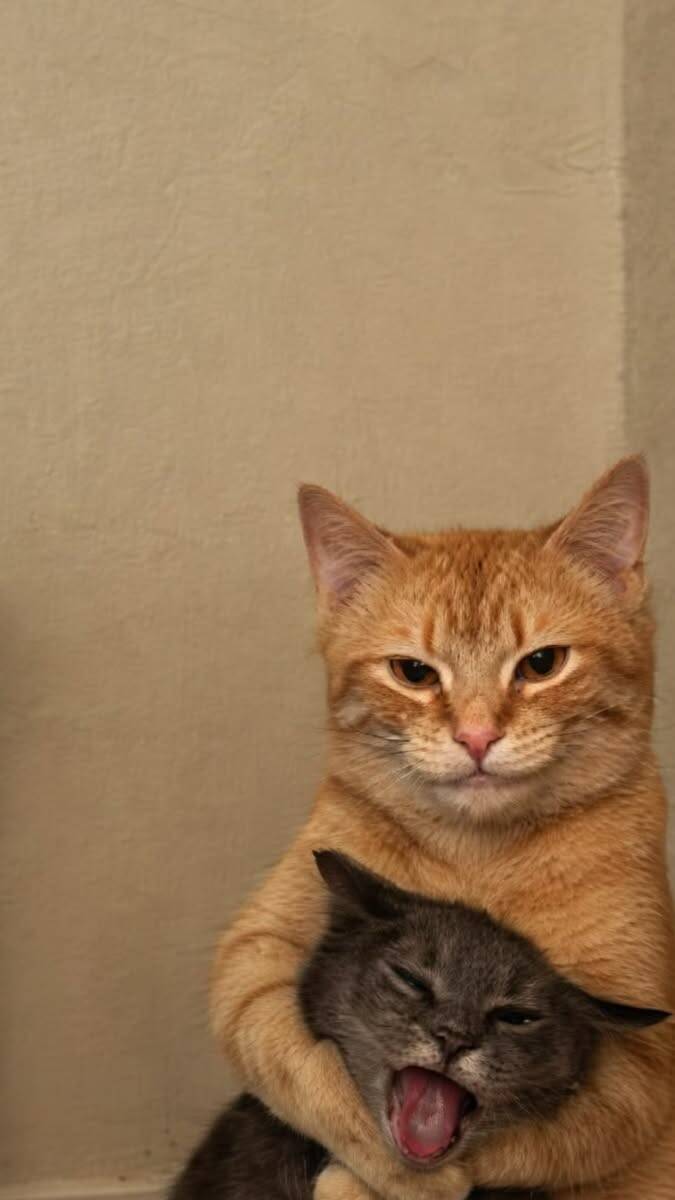 Orange Cat Hugging Gray Kitten Wallpaper for Mobile/iPhone 4K