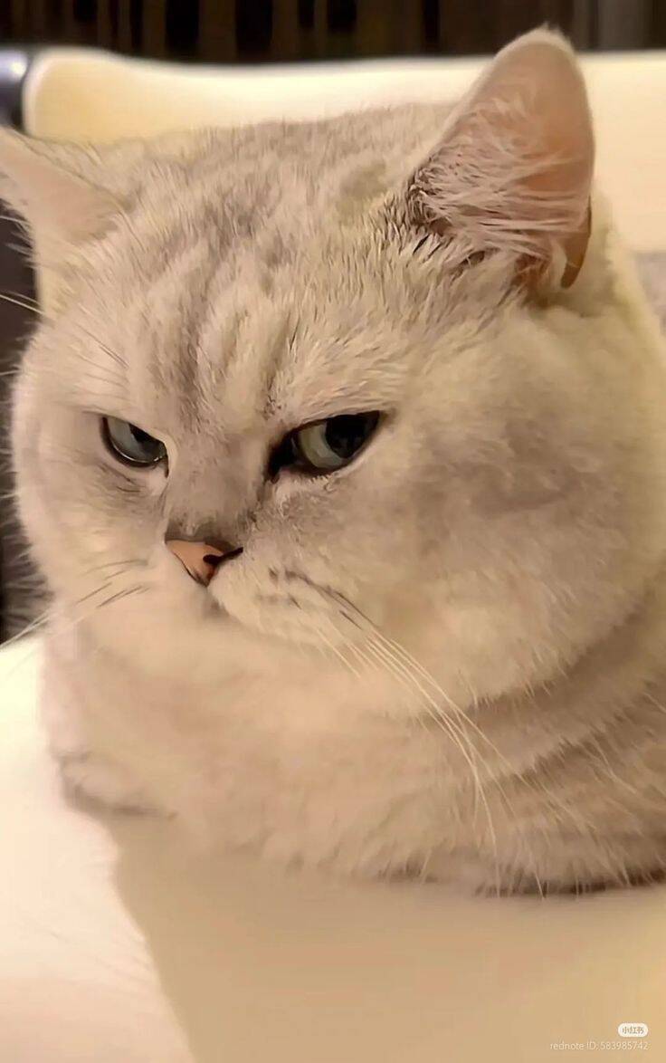 Papel de Parede de Gato Cinza Adorável para Celular/iPhone 4K