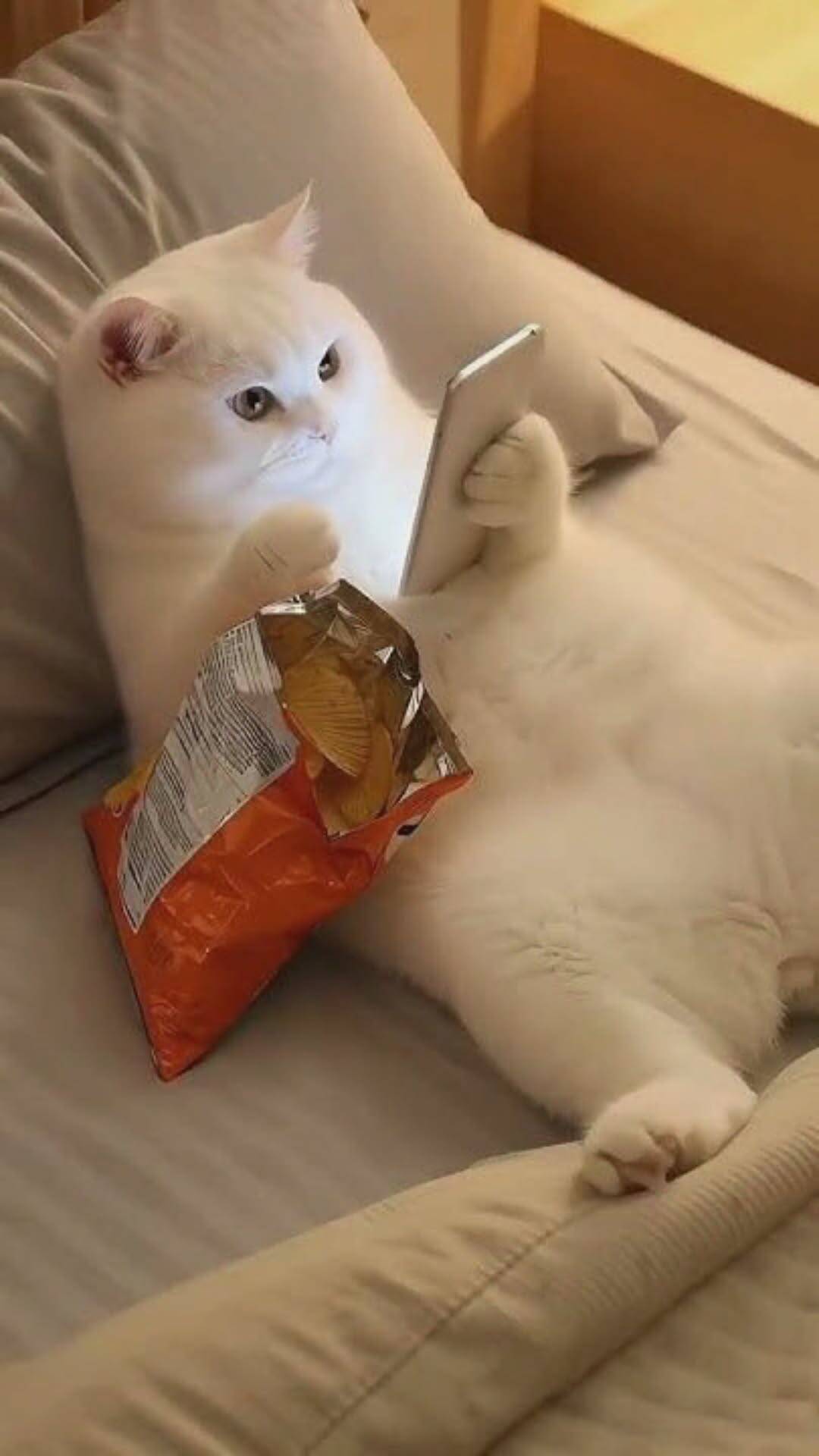 White Cat Relaxing with Cell Phone Wallpaper for Mobile/iPhone 4K
