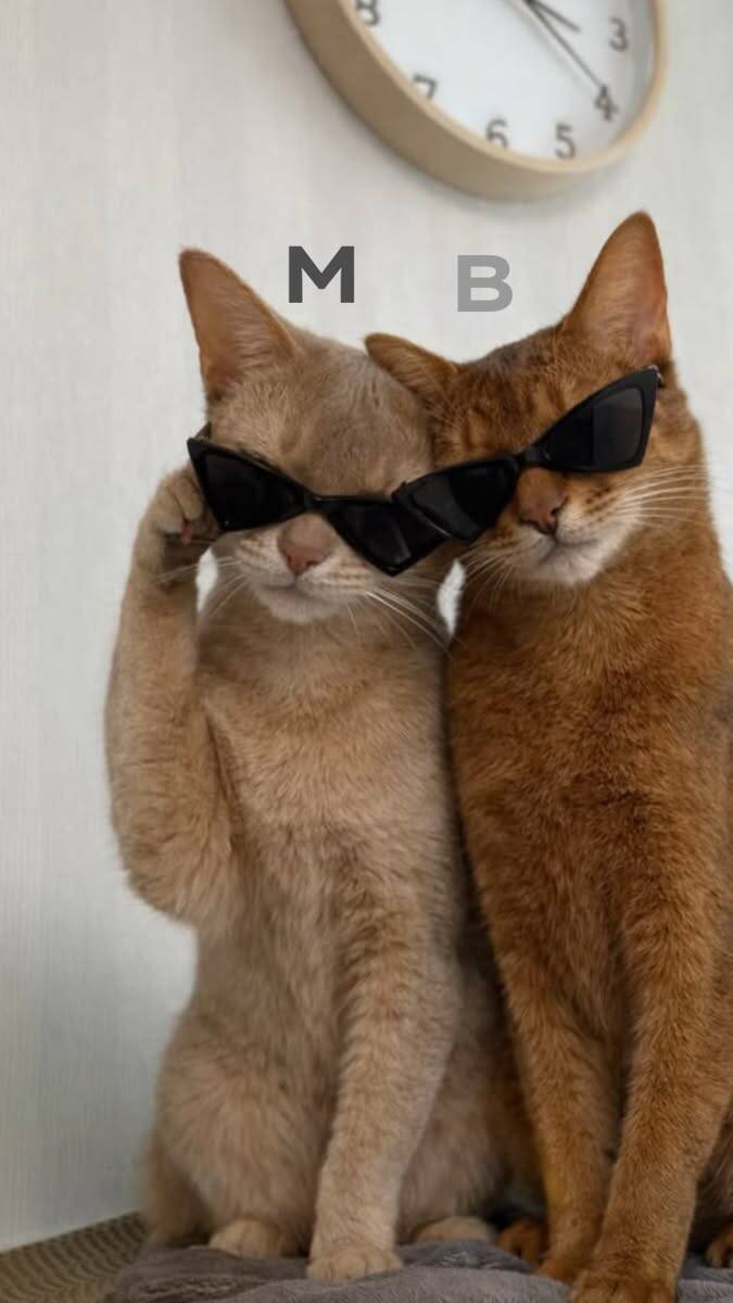 Papel de Parede de Gatos Estilosos com Óculos de Sol para Celular/iPhone 4K