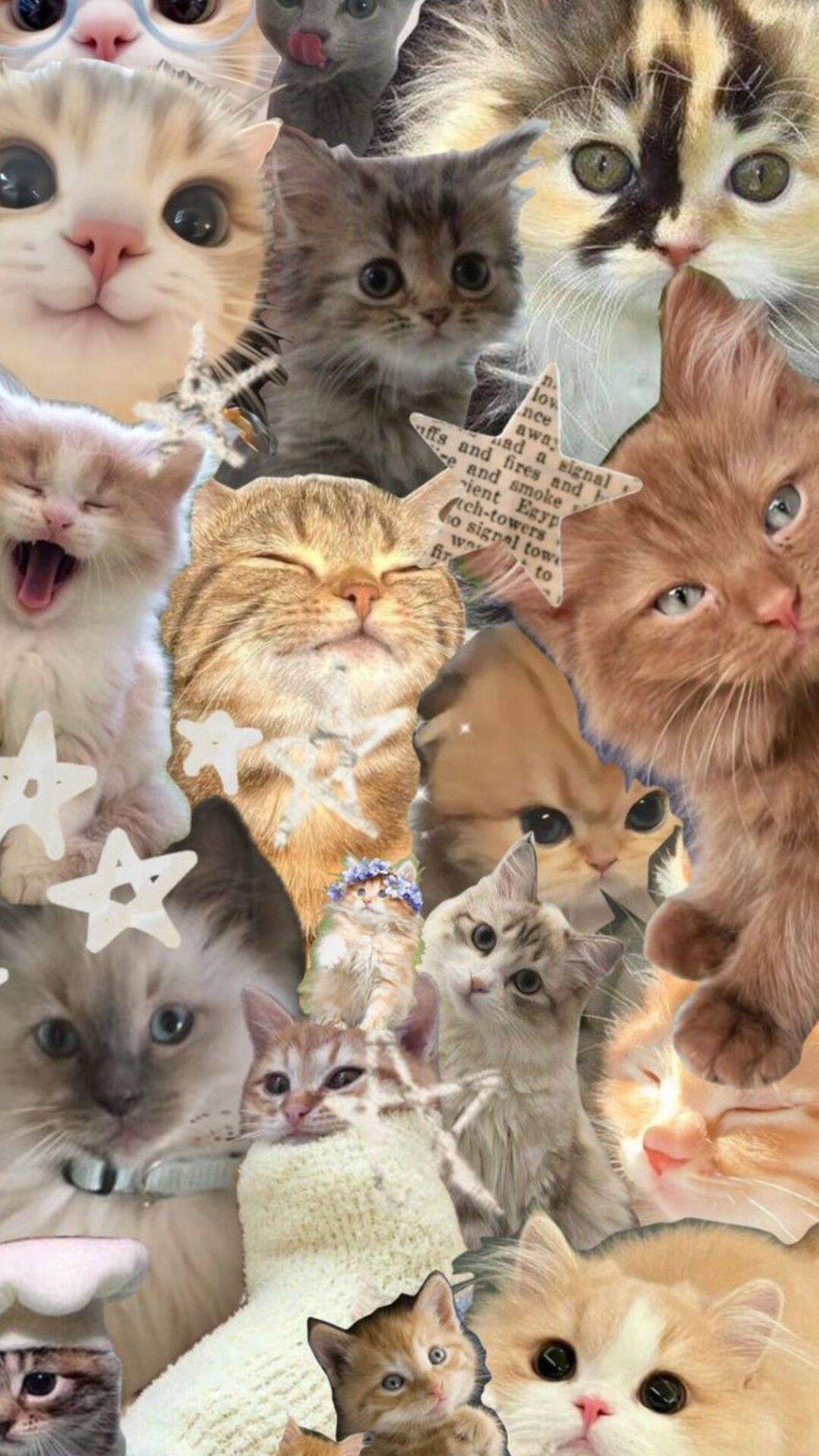 Papel de Parede de Gatinhos Fofos e Diversos para Celular/iPhone 4K