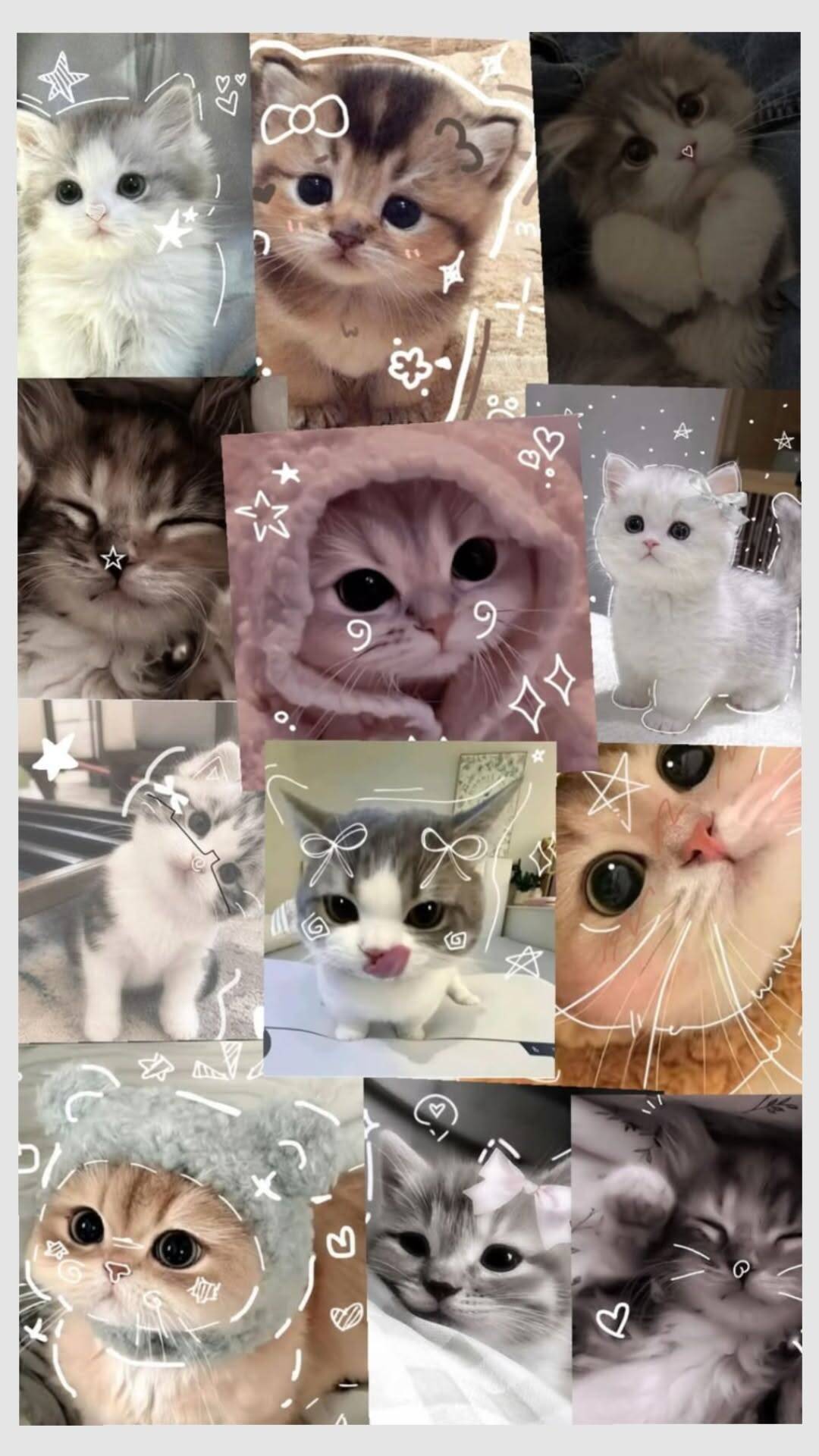 Papel de Parede de Gatinhos Fofos com Efeitos para Celular/iPhone 4K