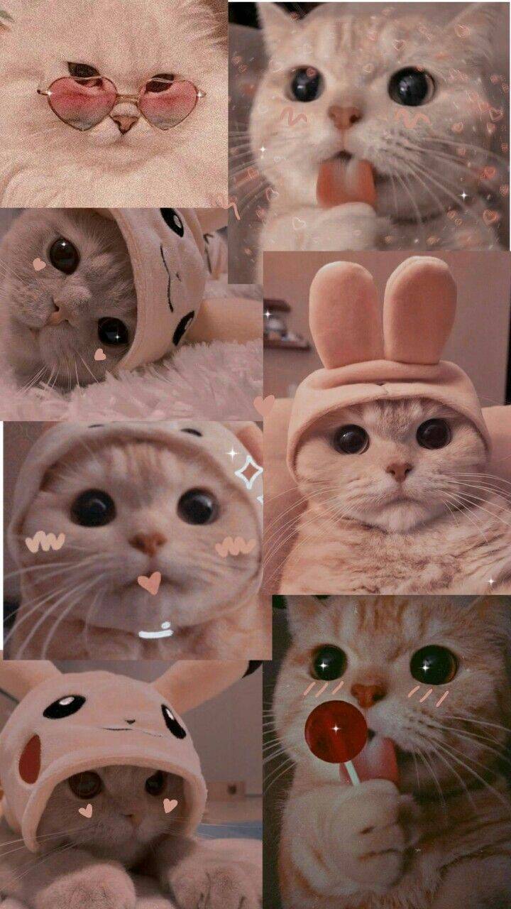 Cute Cat Wallpaper with Accessories for Cell Phone/iPhone 4K