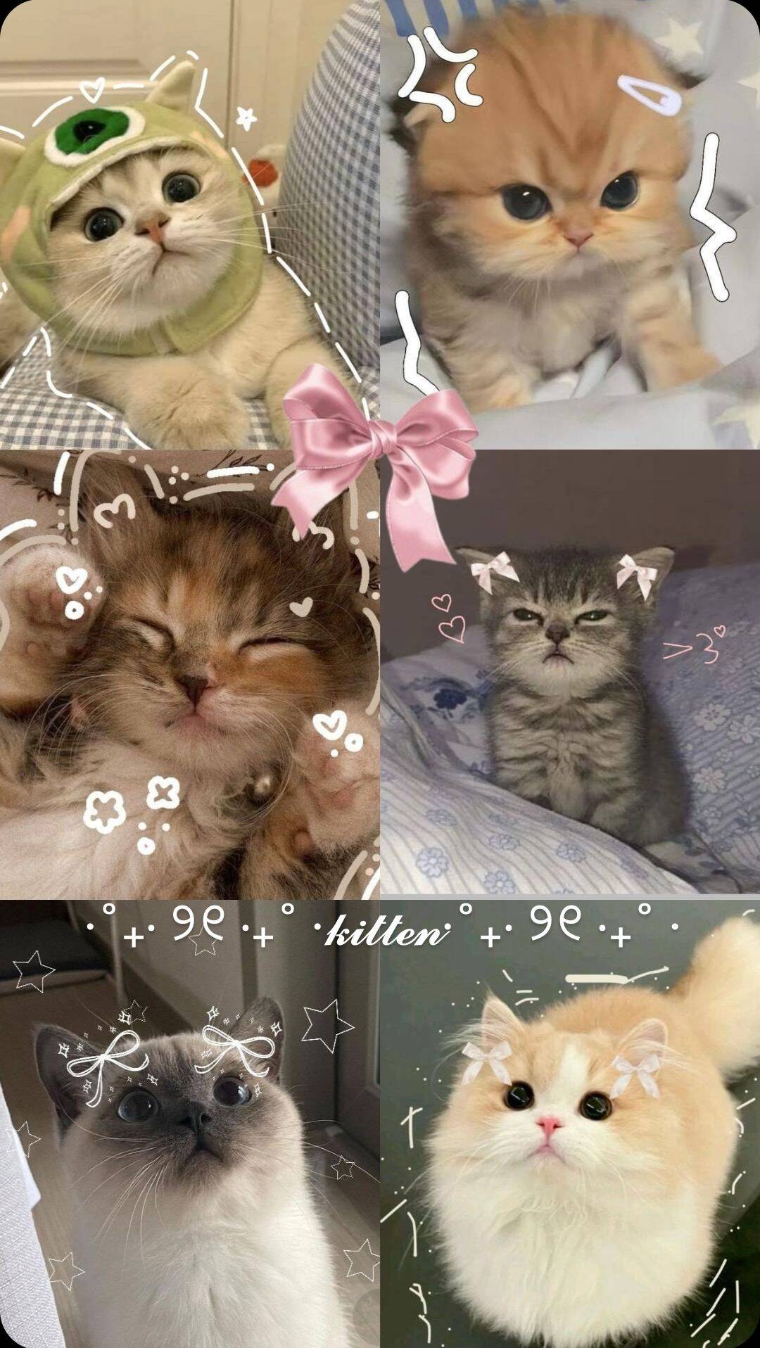 Cat Wallpaper