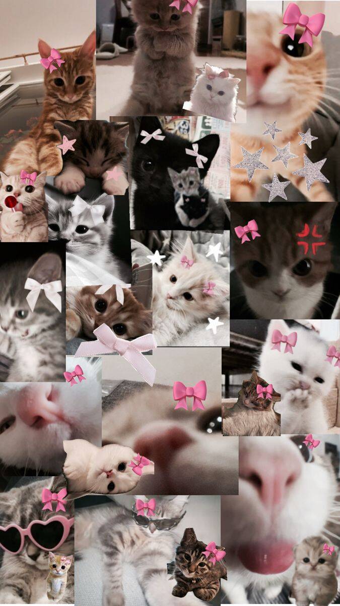 Cute Cats with Bows Wallpaper for Cell Phone/iPhone 4K
