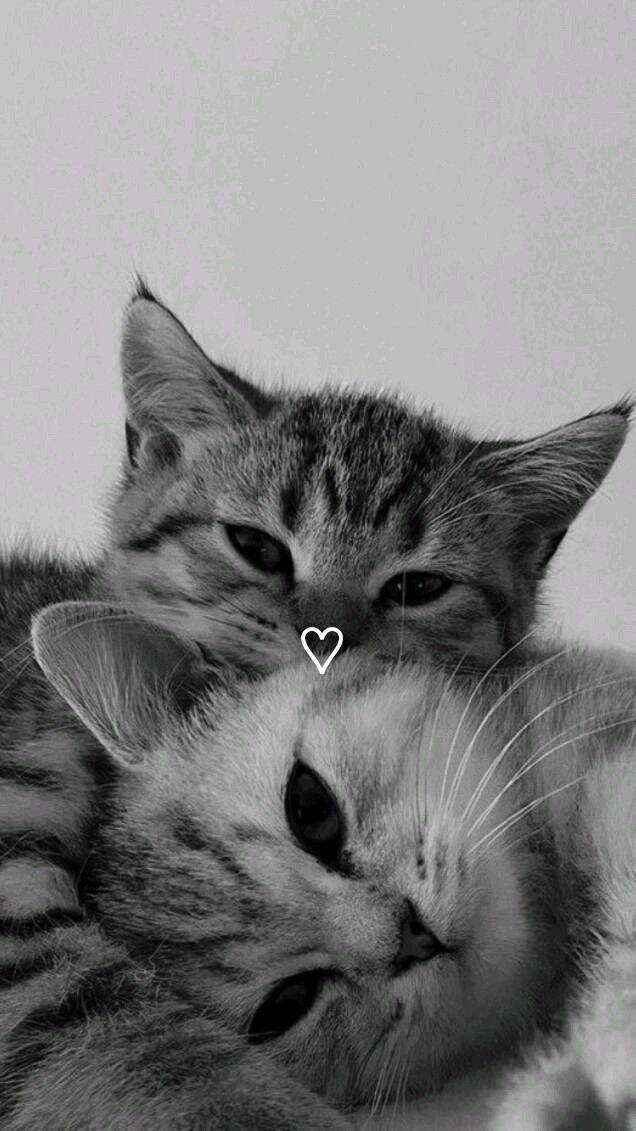 Hugging Kittens Wallpaper in Black and White for Cell Phone/iPhone 4K