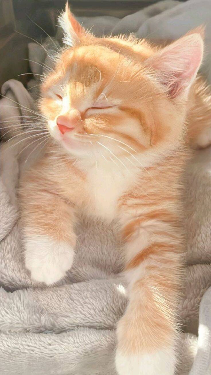 Papel de Parede de Gatinho Laranja Dormindo ao Sol para Celular/iPhone 4K