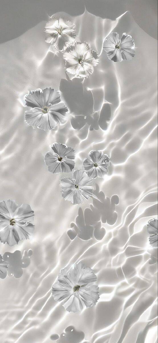 Fondo de Pantalla Blanco con Flores Blancas para Celular/iPhone 4K