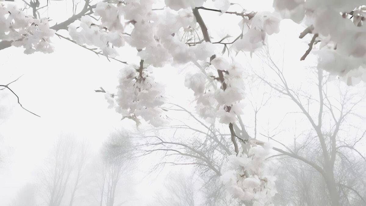 Fondo de Pantalla Blanco con Flores Blancas para Celular/iPhone 4K