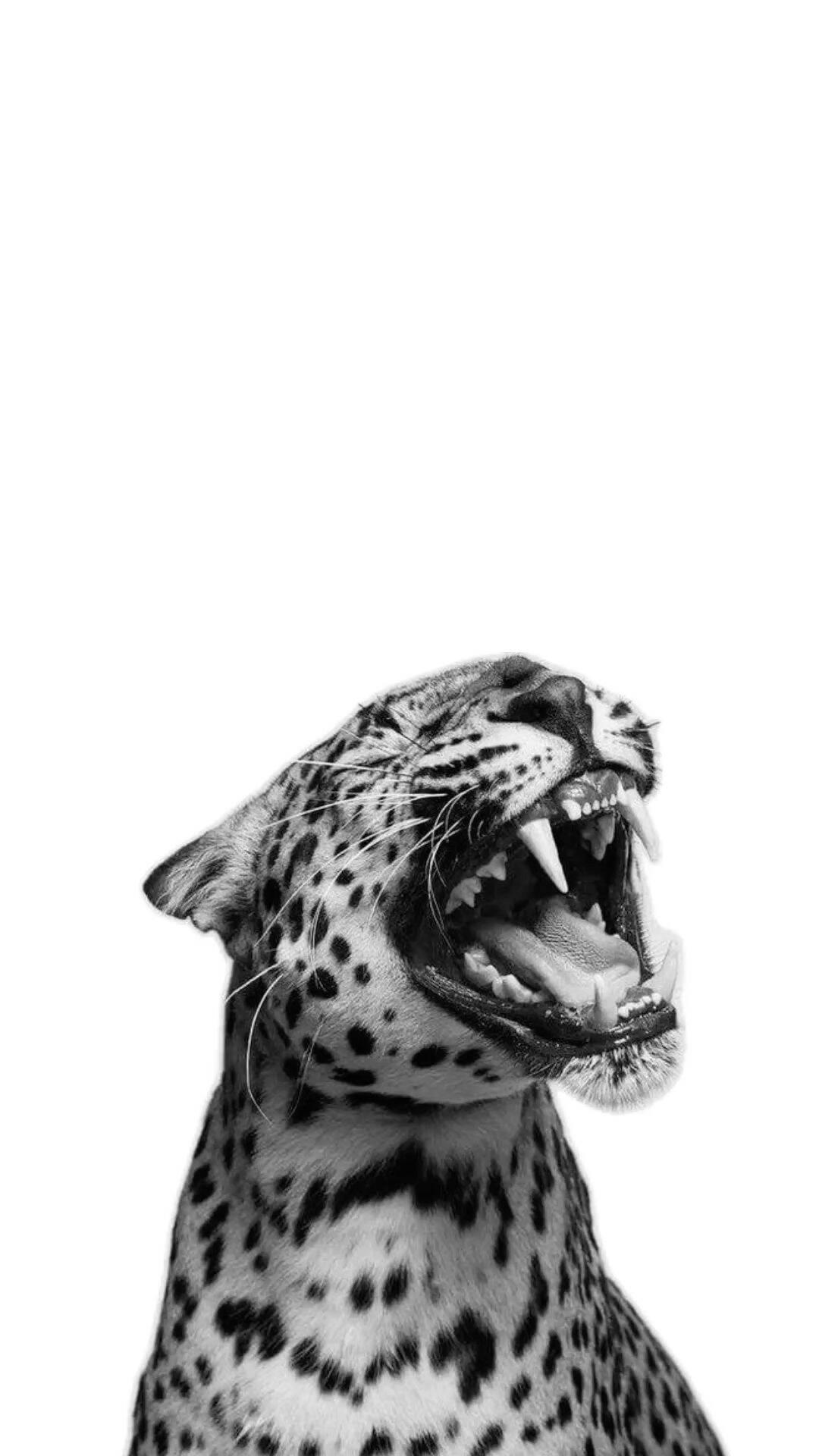 Papel de Parede Branco com Leopardo para Celular/iPhone 4K