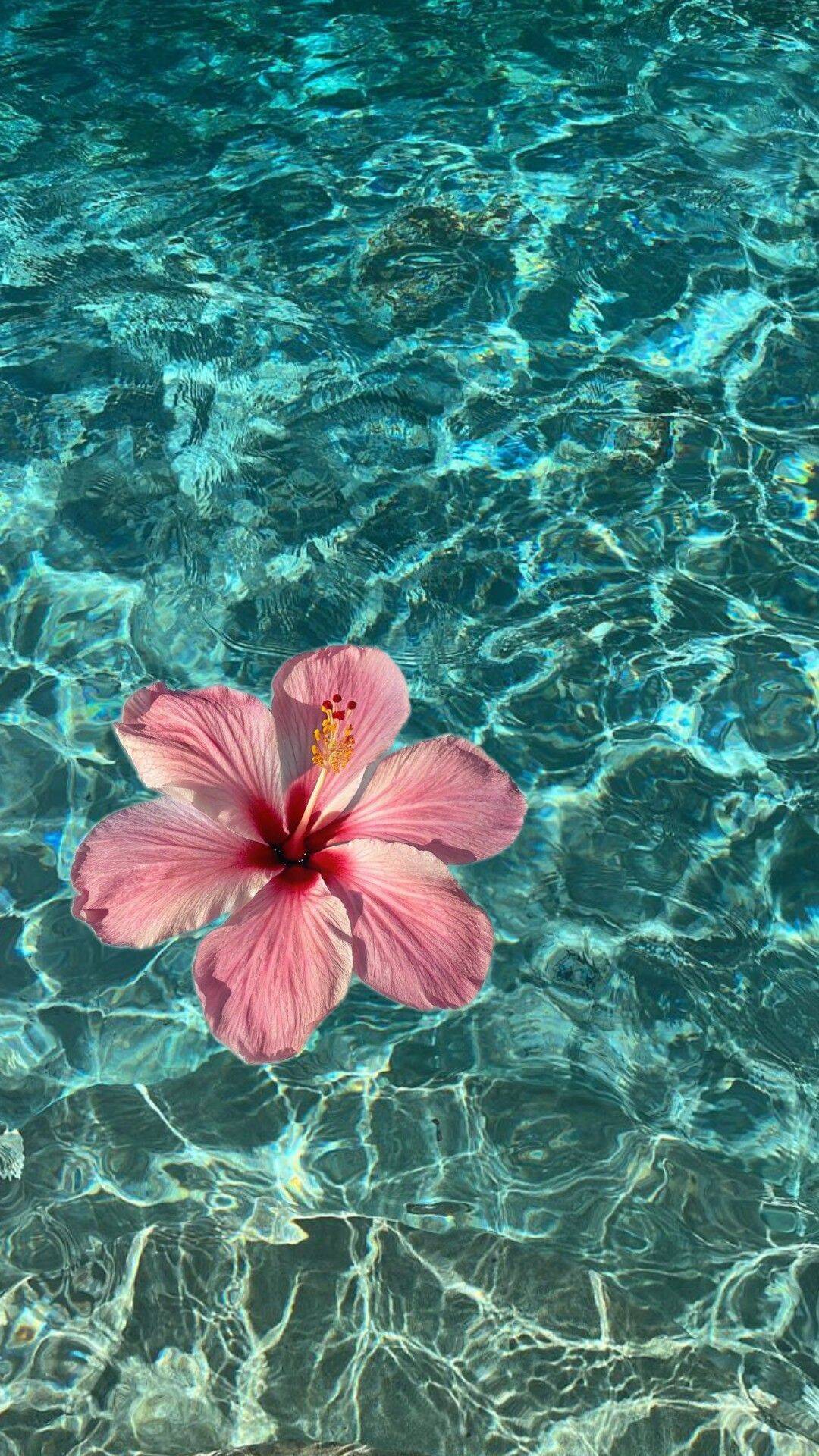 Papel de Parede de Verão com Flor de Hibisco na Água para Celular/iPhone 4K