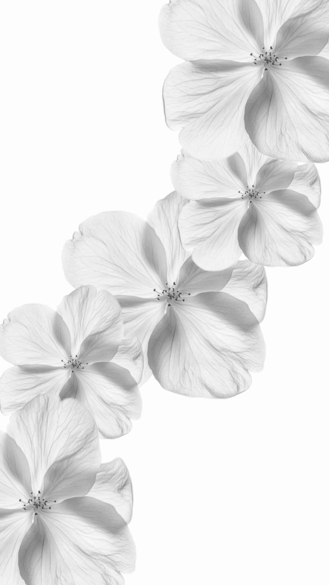Papel de Parede Branco com Flores Brancas para Celular/iPhone 4K