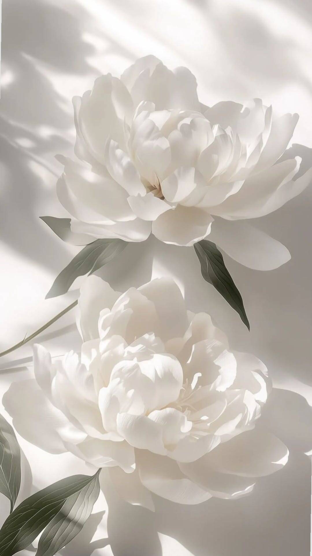Papel de Parede Branco com Flores Brancas para Celular/iPhone 4K