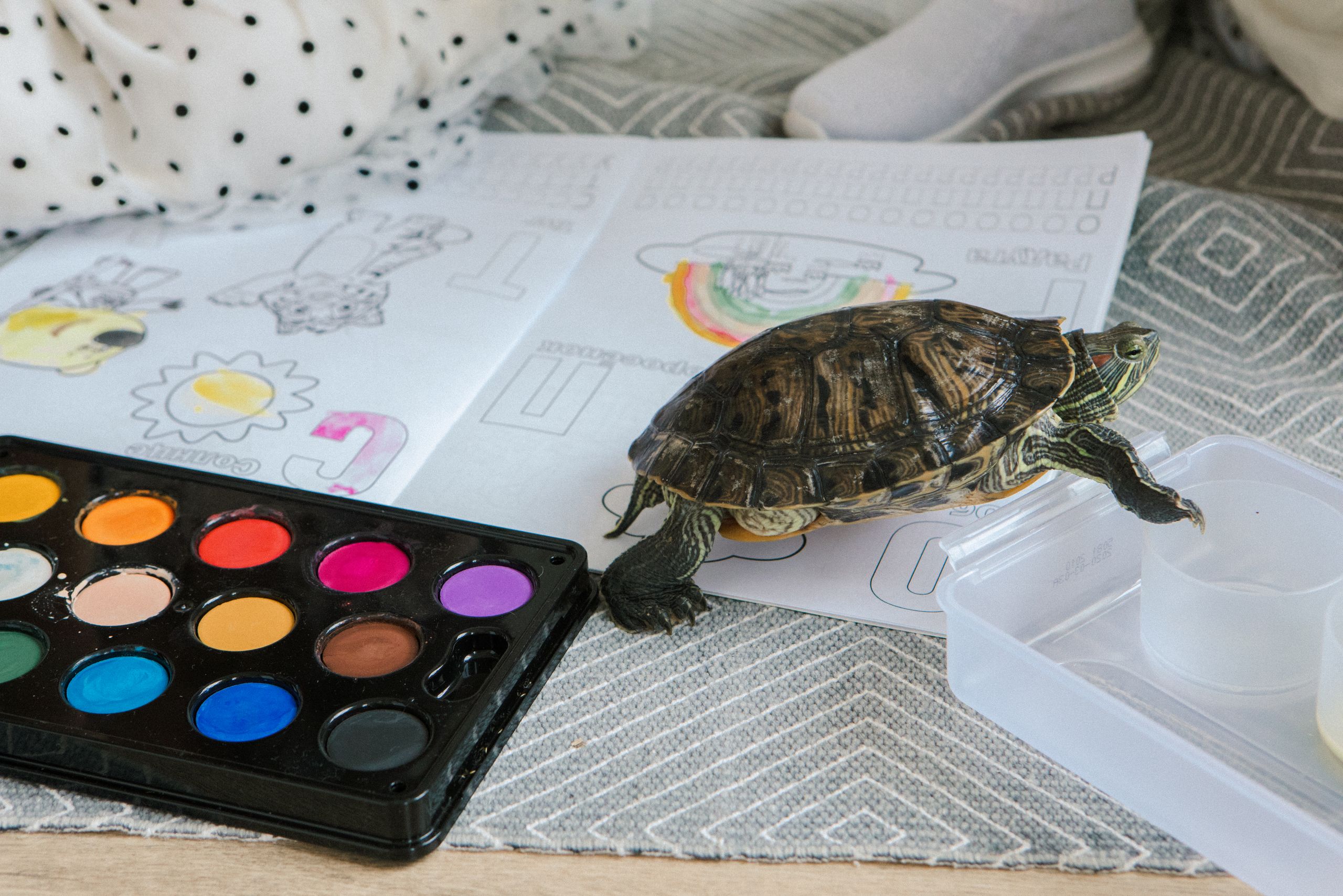 A turtle exploring art supplies including watercolor paints and coloring pages indoors.
