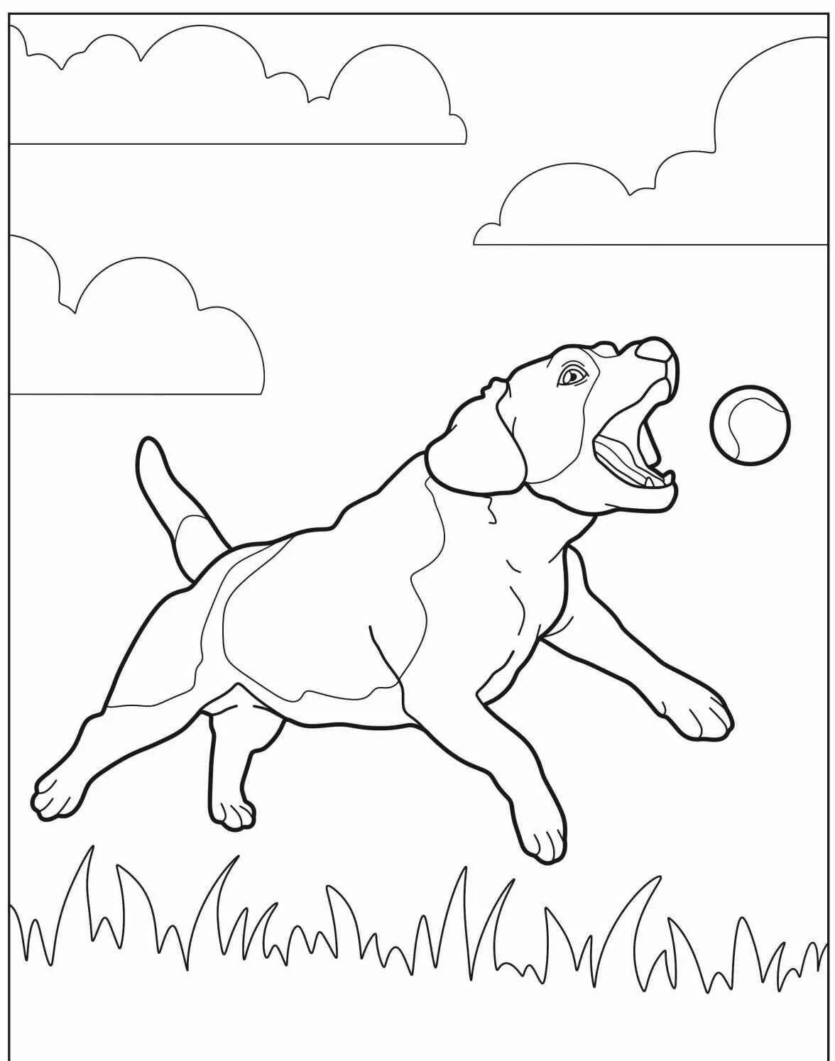 Desenho de Cachorro Labrador Brincando para Colorir