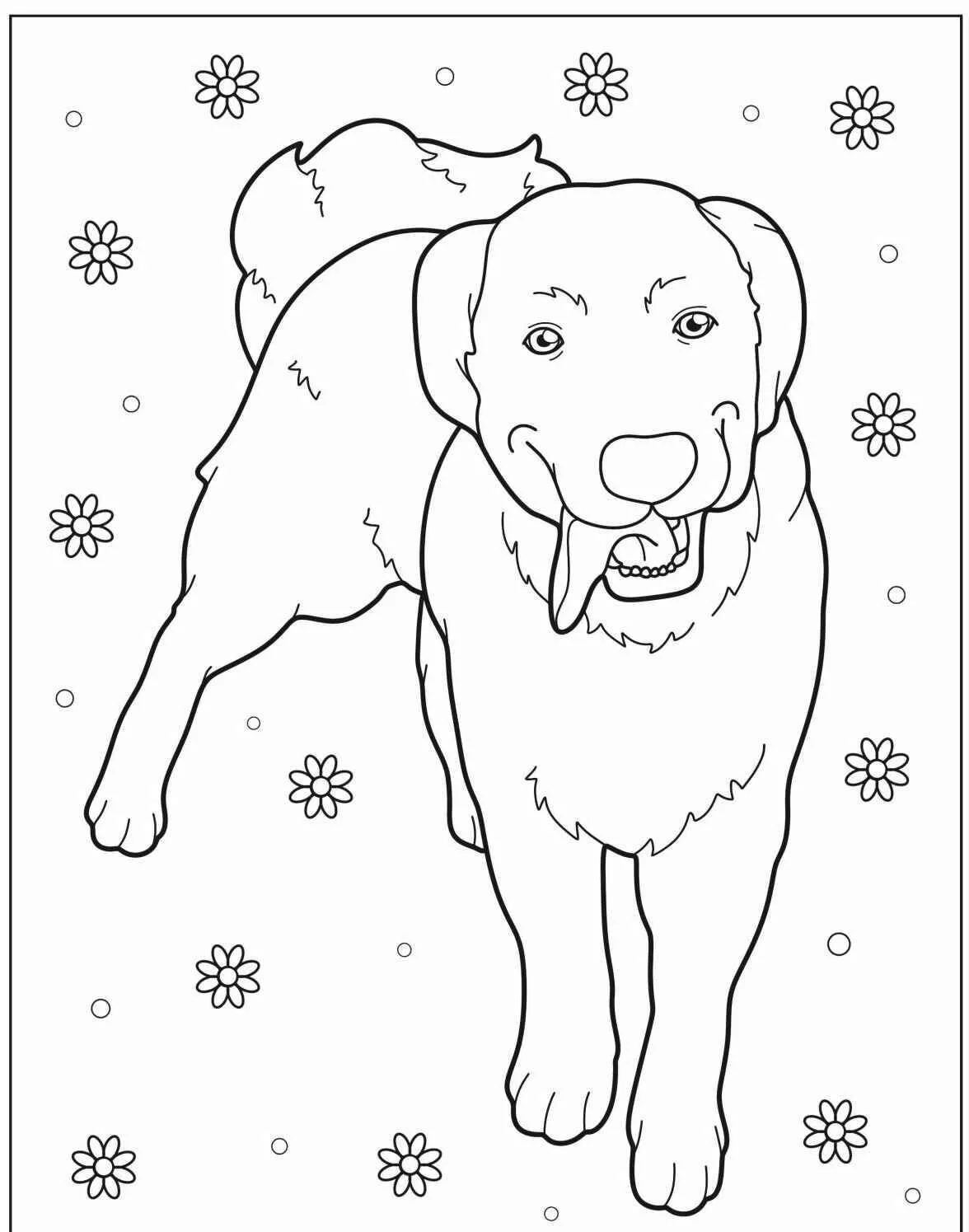 Desenho de Cachorro Labrador para Colorir