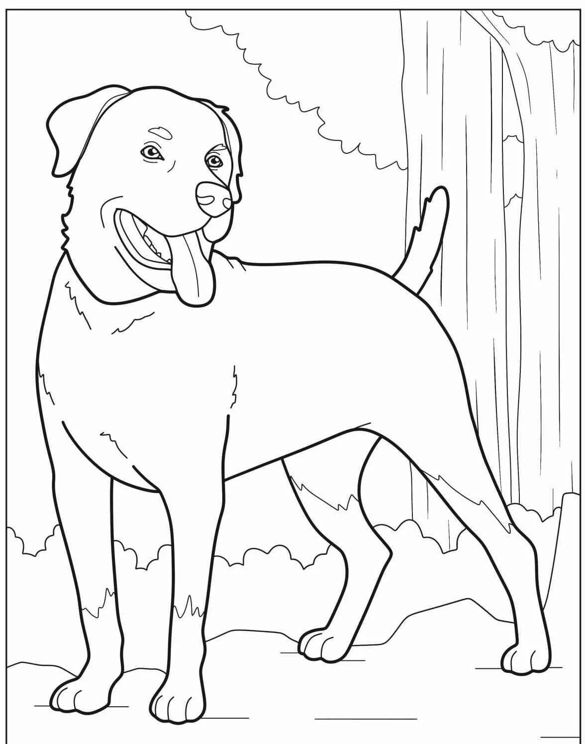 Desenho de Cachorro Labrador para Colorir