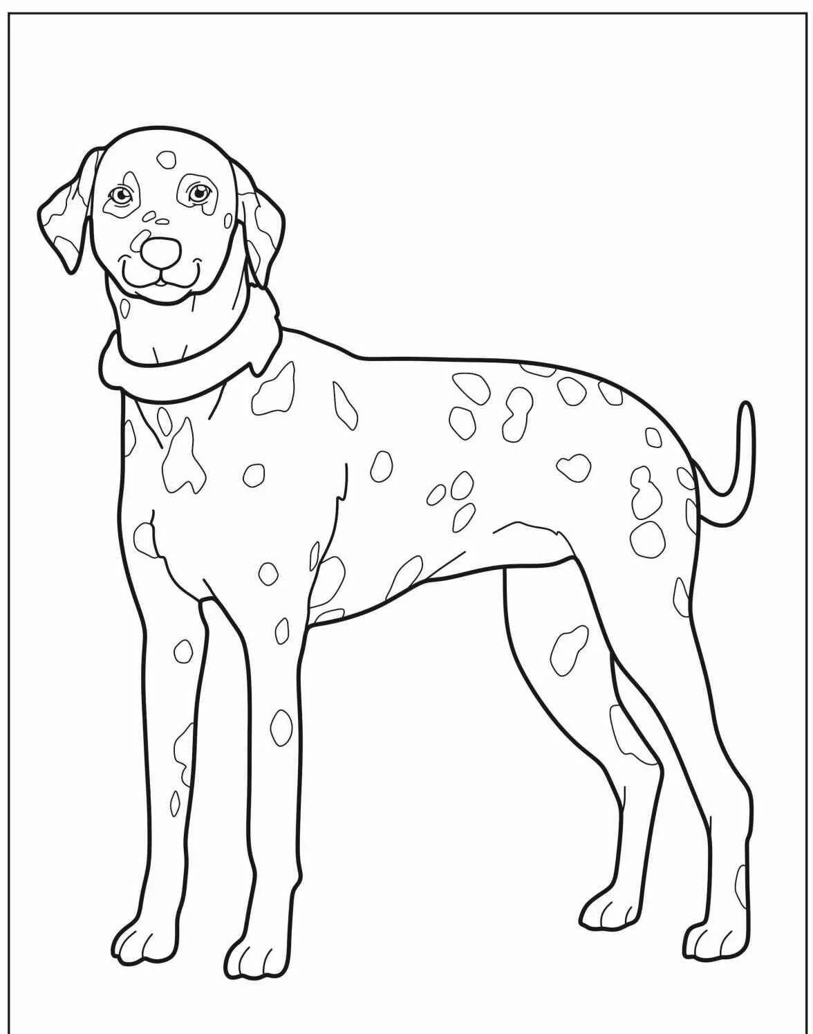 Desenho de Cachorro Dálmata para Colorir