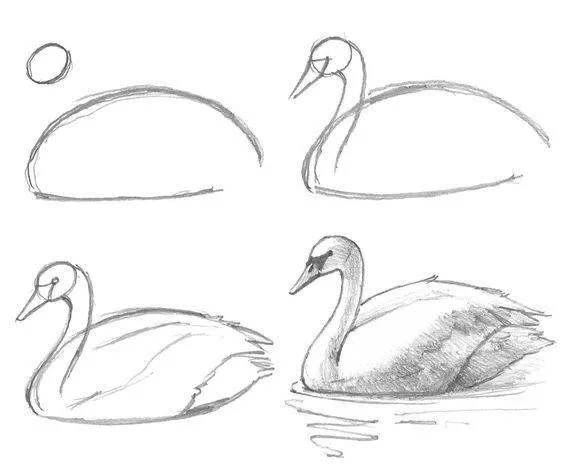 Ideia de Desenho para Desenhar: Como Desenhar um Cisne Fácil