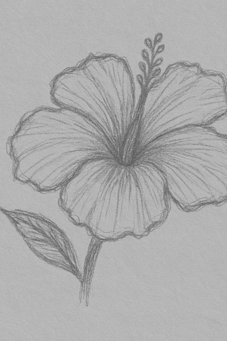Cosas para dibujar: dibujar una hermosa flor de hibisco