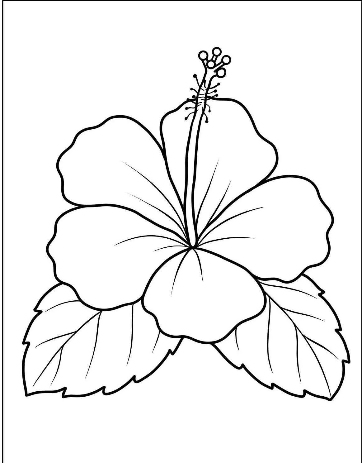 Desenho de Flor Hibisco para Colorir